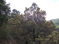 nte Rinatu-20110615 036